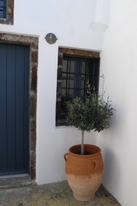 Spiti Stelios courtyard Olive tree generic
