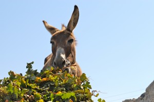 Donkey