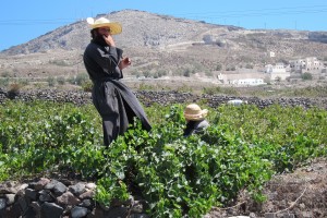 Monks gathering grapes